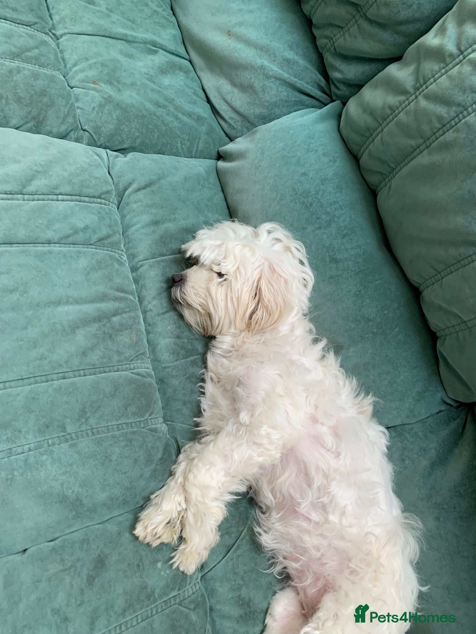 Mixed Breed dogs Chihuahua - Advert 1