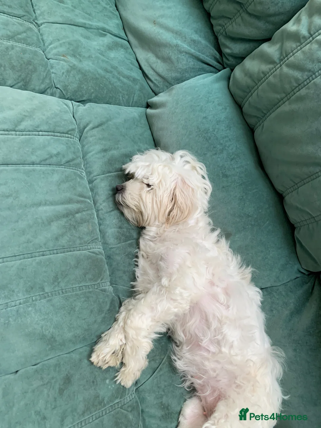 Mixed Breed dogs for sale: Chihuahua - Advert 1