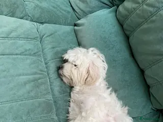 Mixed Breed dogs Chihuahua - Advert 1