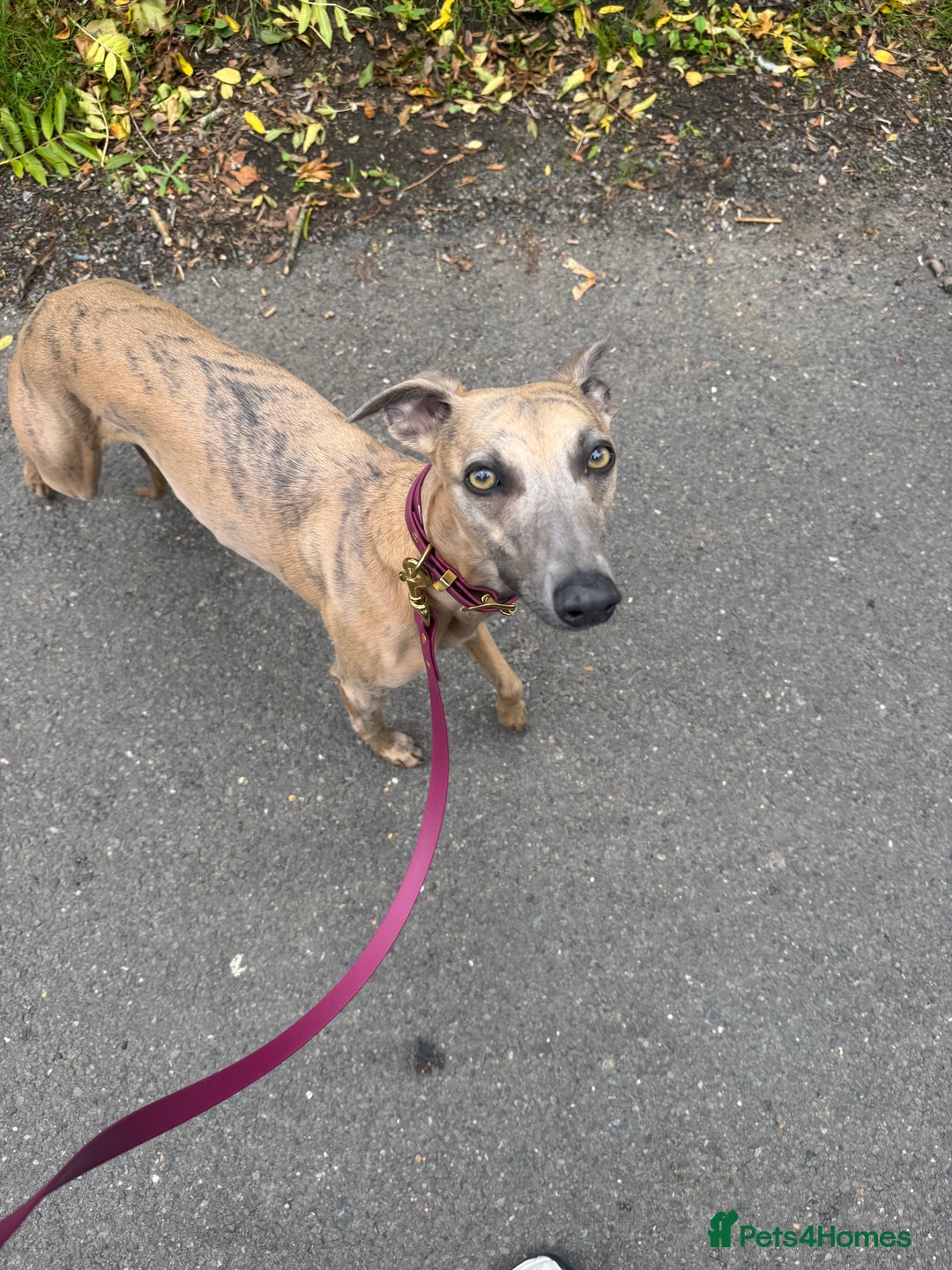 Whippet dogs for sale: KC registered Whippet Puppies  - Advert 5