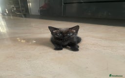 Mixed Breed cats for sale: Russian blu mix  - Image 19