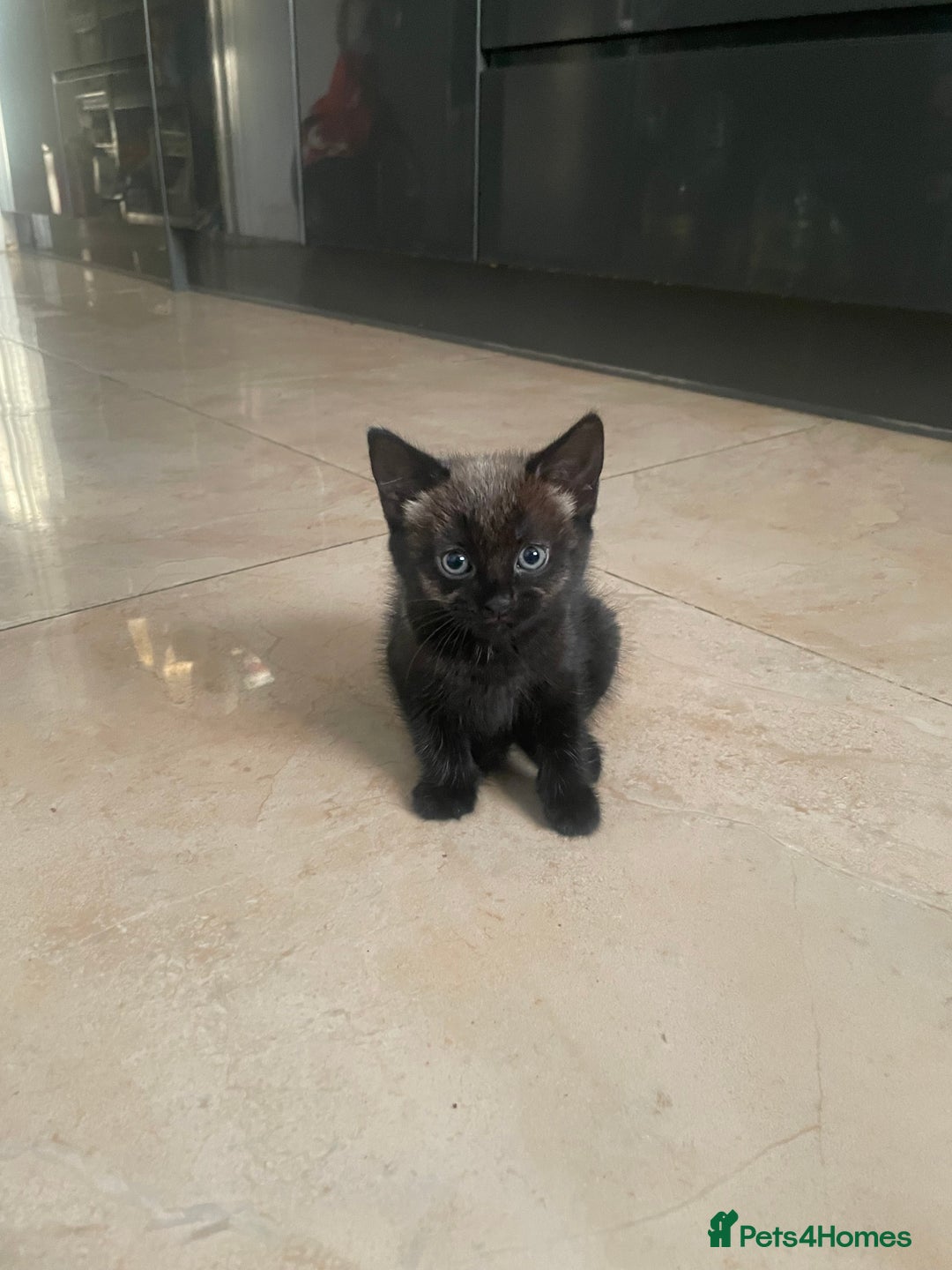 Mixed Breed cats for sale: Russian blu mix  - Image 19