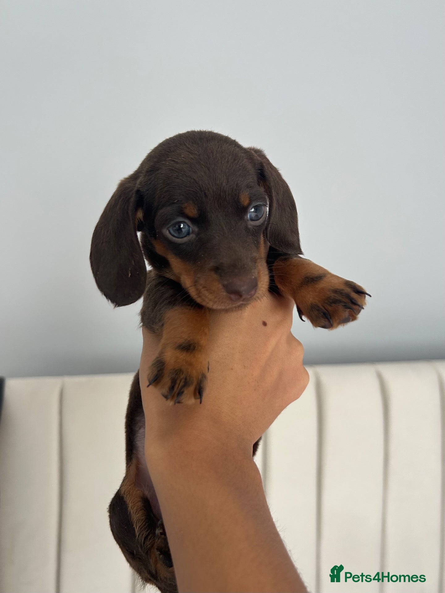 Miniature Dachshund dogs MINIATURE DACHSHUND PUPPIES FOR SALE - Advert 3