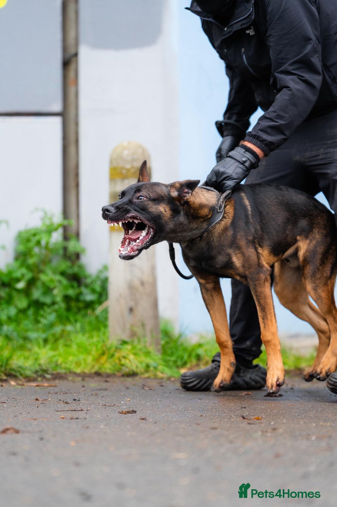 Belgian Shepherd Dog dogs for sale: Herder Bones 🦴 - Advert 12