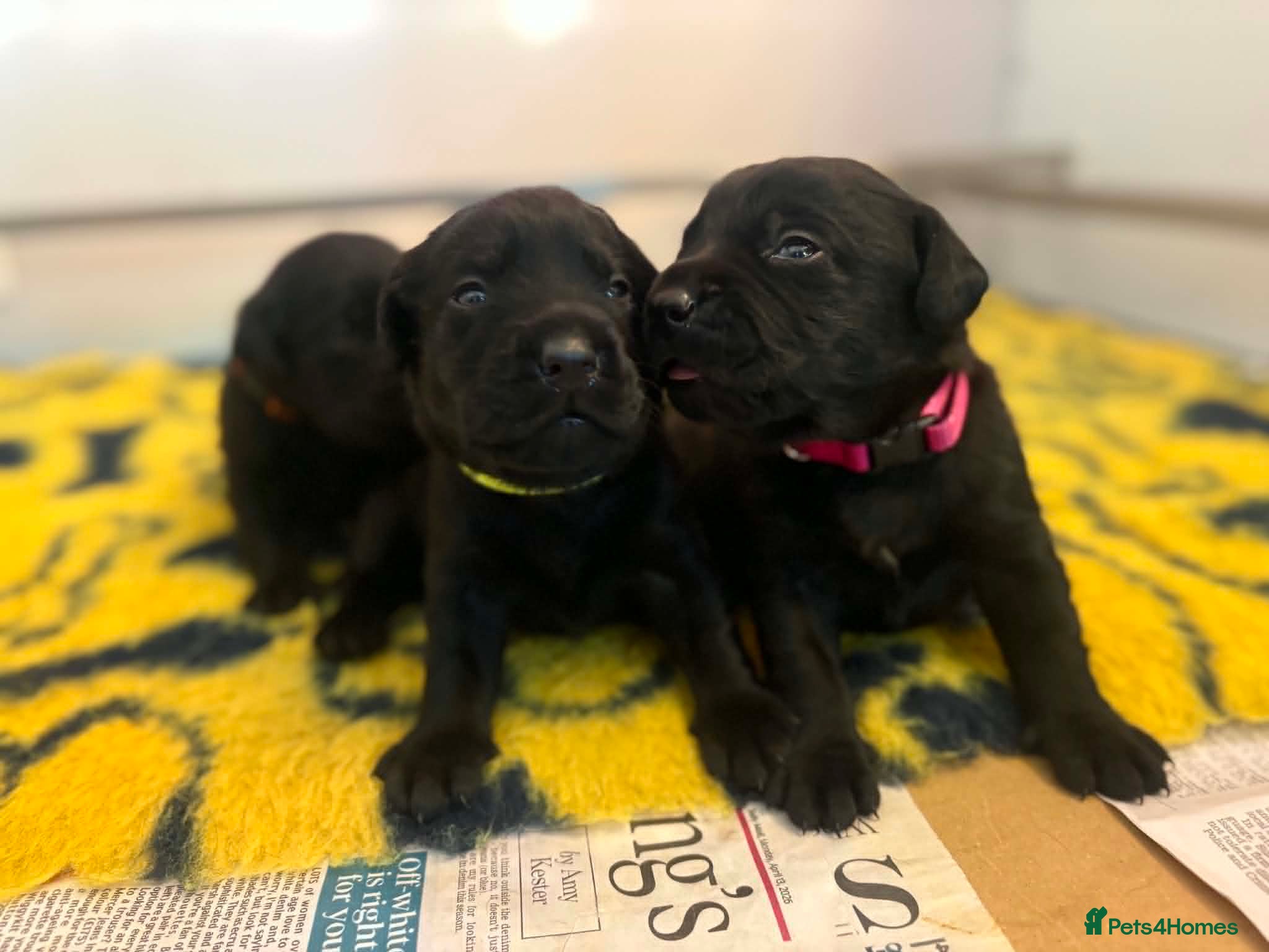Labrador Retriever dogs KC REGISTERED WORKING LINE BLACK LABRADOR PUPPIES  - Advert 2