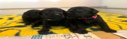 Labrador Retriever dogs for sale: KC REGISTERED WORKING LINE BLACK LABRADOR PUPPIES  - Advert 3