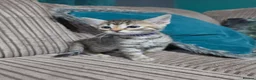 Bengal cats for sale: Bengal X DLH kittens  - Advert 25