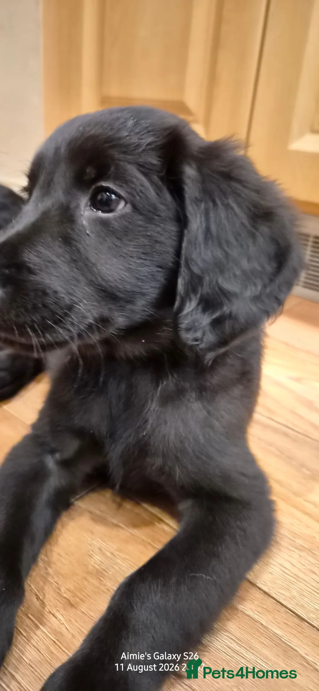 Labradoodle dogs for sale: REDUCED Double doodle pups for sale - Advert 16