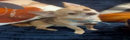 Chihuahua dogs for stud: Beautiful Male Chihuahua for stud - Advert 12