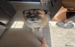 Mixed Breed dogs for sale: Beautiful Caucasian shepherd x Akita dog - Advert 1