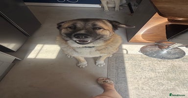 Mixed Breed dogs Beautiful Caucasian shepherd x Akita dog - Advert 16