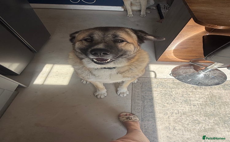 Mixed Breed dogs Beautiful Caucasian shepherd x Akita dog - Advert 1