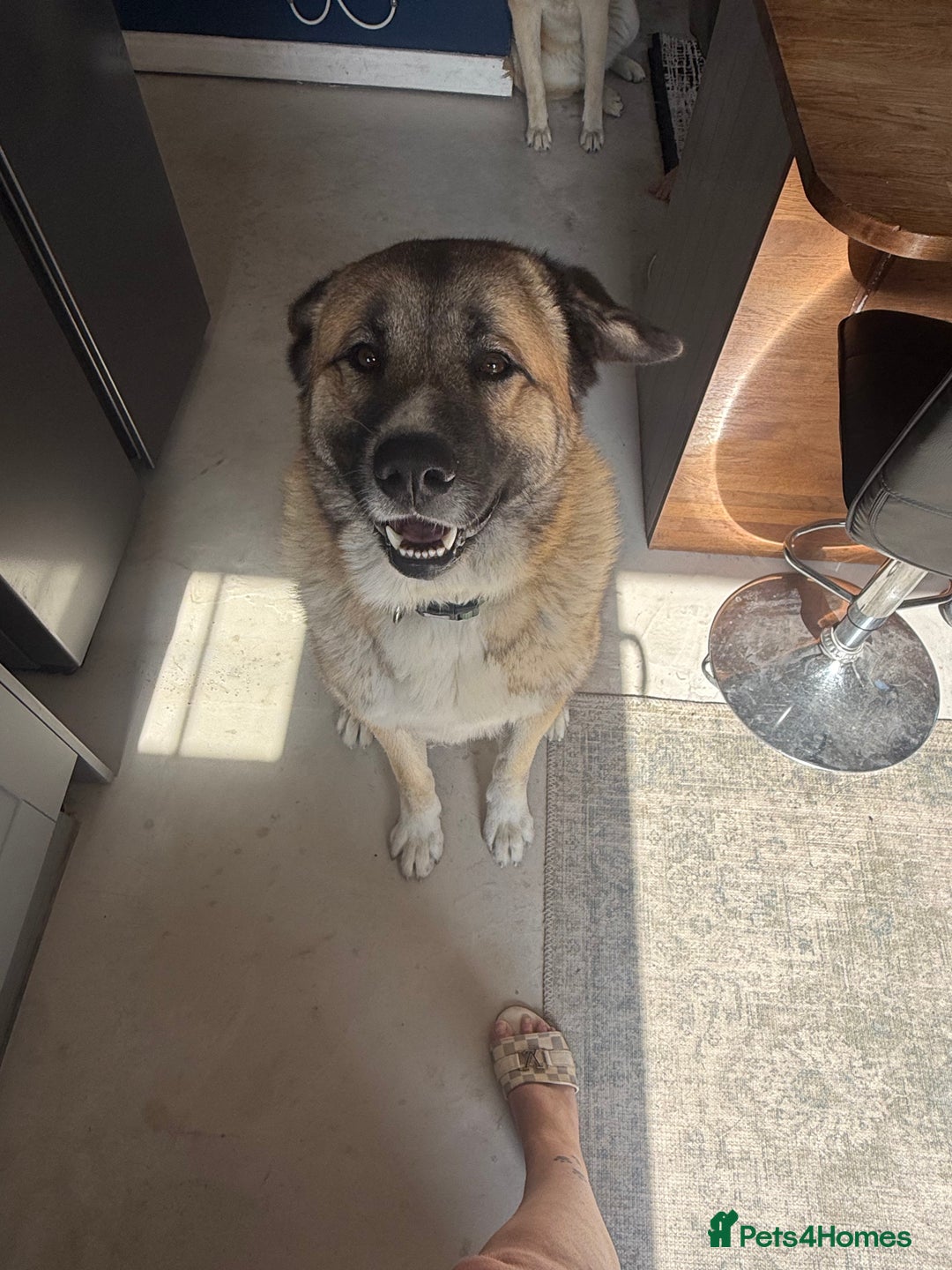 Mixed Breed dogs for sale: Beautiful Caucasian shepherd x Akita dog - Advert 1