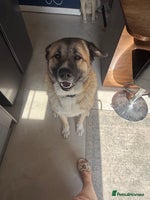 Mixed Breed dogs Beautiful Caucasian shepherd x Akita dog - Advert 4