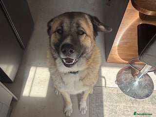 Mixed Breed dogs for sale: Beautiful Caucasian shepherd x Akita dog - Advert 1