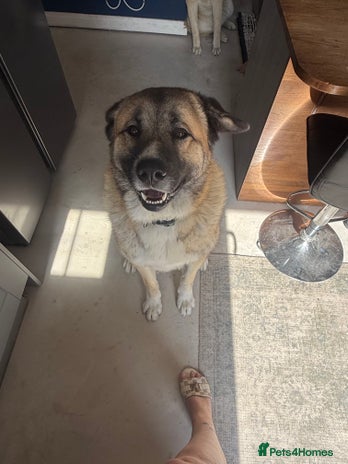 Mixed Breed dogs Beautiful Caucasian shepherd x Akita dog - Advert 1