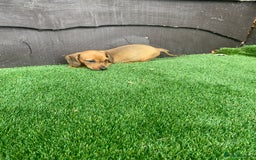 Miniature Dachshund dogs for sale: 4 adorable miniature dachshund puppies  - Image 13