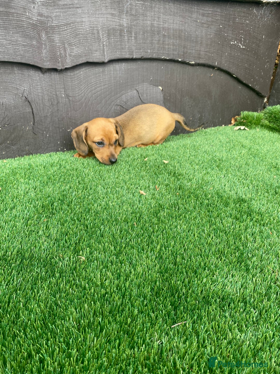 Miniature Dachshund dogs for sale: 4 adorable miniature dachshund puppies  - Image 13