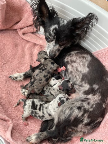 Chihuahua dogs - Advert 2