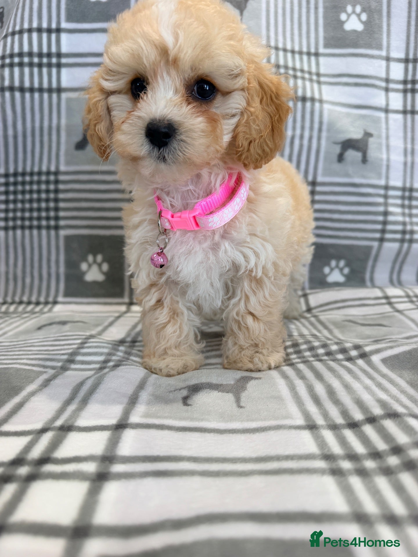 Maltipoo dogs 💖BEAUTIFUL LICENSED-BRED MALTIPOO💖 - Advert 1