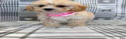 Maltipoo dogs for sale: Happy,loving affectionate Health Tested Maltipoo’s - Advert 11