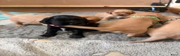 Cocker Spaniel dogs for sale: 🐾 Cocker Spaniel Puppies–One girl, one boy left  - Advert 6