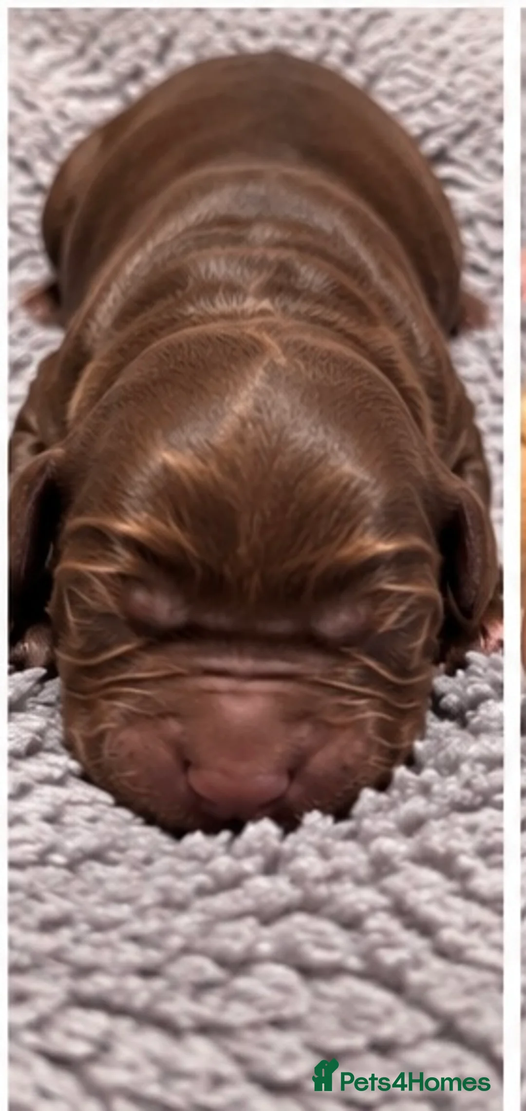 Cocker Spaniel dogs for sale: Cocker Spaniel Puppies in Bristol - Advert 2