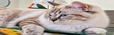 Ragdoll 2