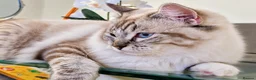 Ragdoll cats for sale: Stunning FIFe Pedigree Ragdoll Boys 💙 - Advert 11
