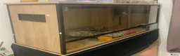 Bearded Dragon reptiles for sale: Bearded dragon + set up included - Advert 3
