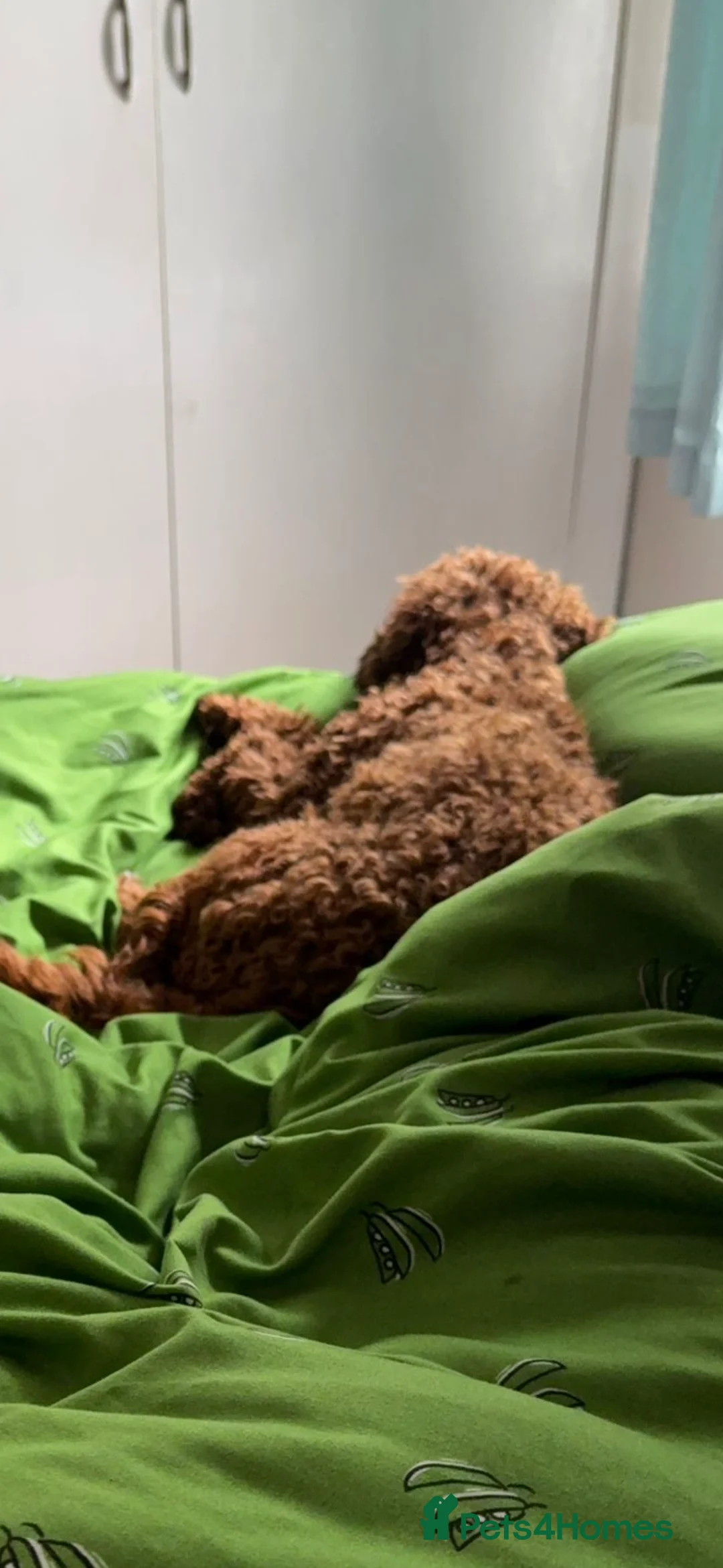 Cockapoo dogs for sale: Clementine  - Advert 2