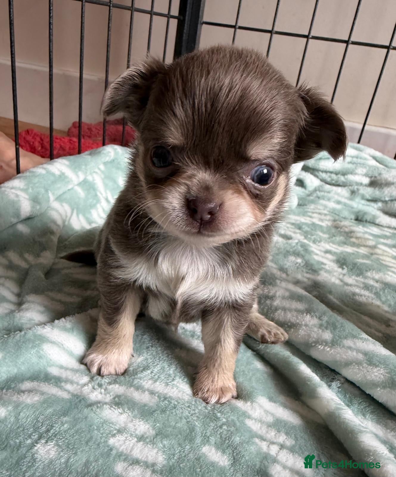 Chihuahua dogs for sale: Gorgeous lilac long coat girls and boys - Advert 15