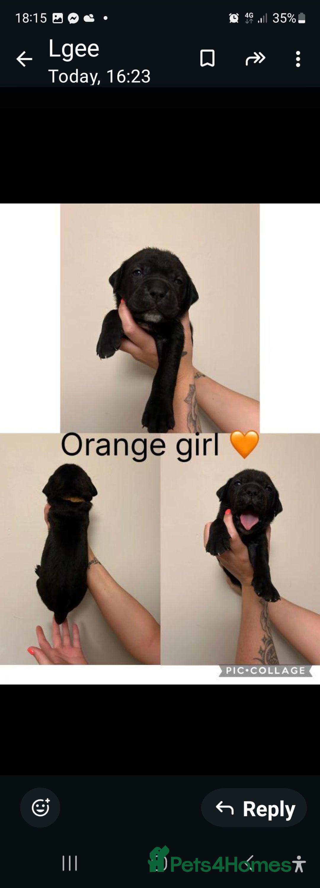 Cane Corso dogs for sale: Cane corso puppies for sale - Image 11