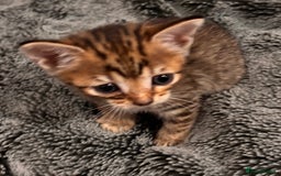 Mixed Breed cats for sale: 7 Gorgeous mixed kittens - Image 18