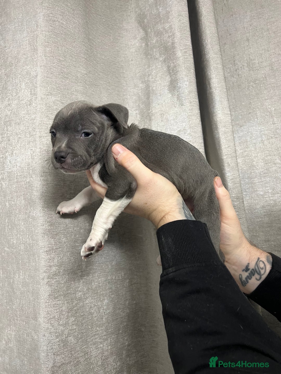 Staffordshire Bull Terrier dogs for sale: BEAUTIFUL STAFFY LITTER STUNNING COLOURS - Image 15