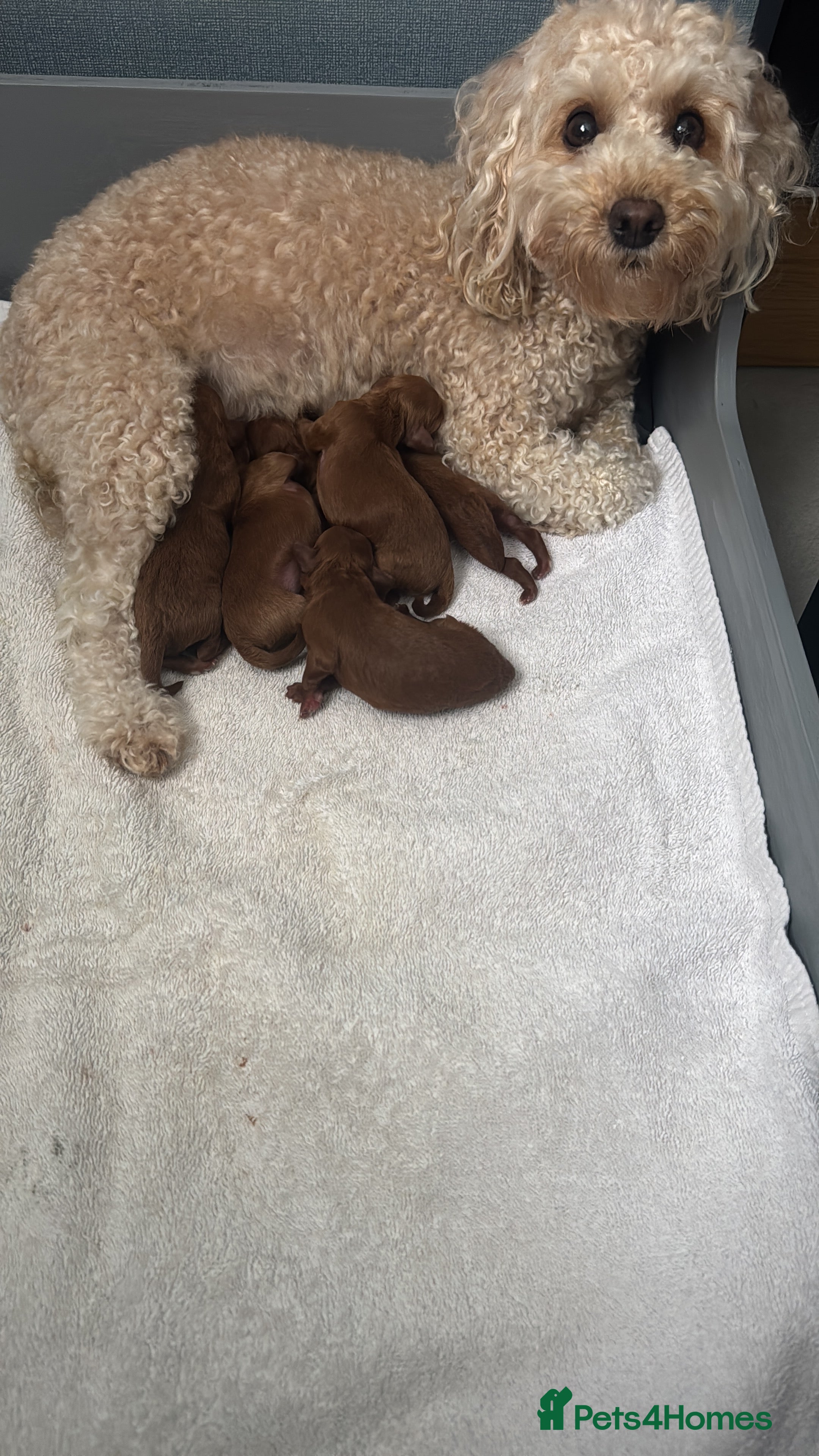 Cockapoo dogs Adorable Cockapoo Pups Ready Soon for Loving Homes - Advert 5