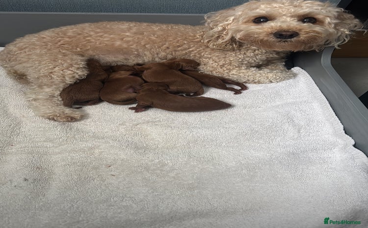 Cockapoo dogs - Advert 6