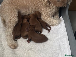 Cockapoo dogs - Advert 8