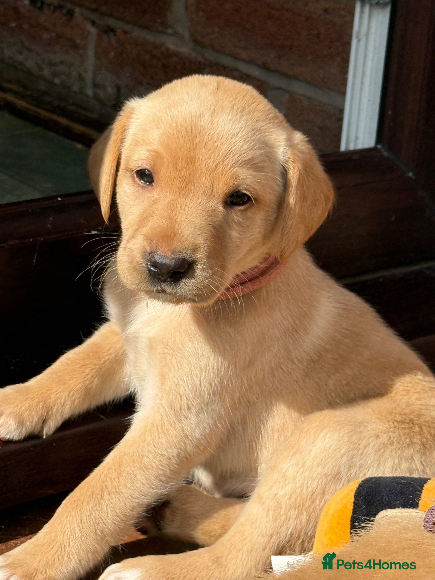 Labrador Retriever dogs Labrador Puppies for sale - Advert 16