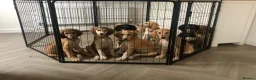 Saluki dogs for sale: Beautiful Saluki puppies Now Available - Advert 4