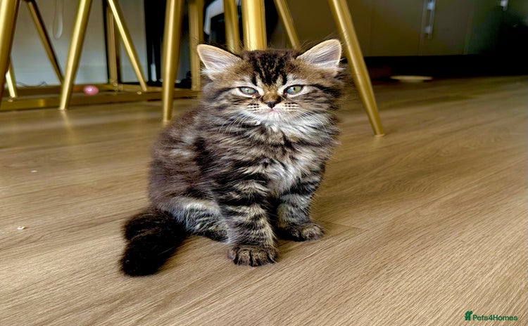 Persian cats - Advert 9