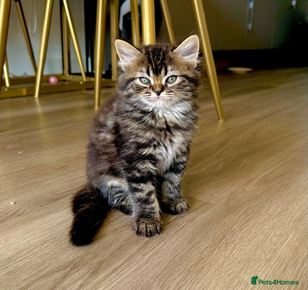 Persian cats for sale: 🐾 Pedigree Himalayan Persian Kittens 🐾 - Image 1