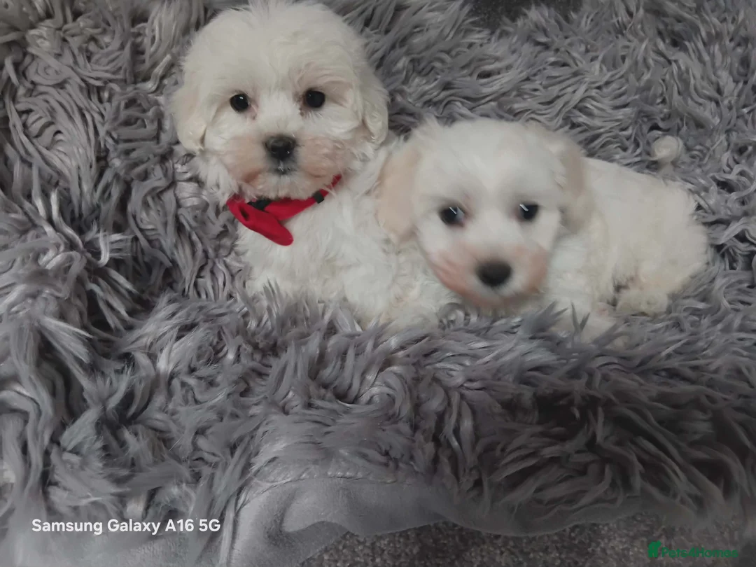 Maltese dogs for sale: BEAUTIFUL LITTLE WHITE MALTANS - Advert 2