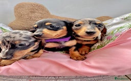 Miniature Dachshund dogs for sale: ✨ Adorabla Mini Kc PRA clear ready now  ✨✨ - Image 8