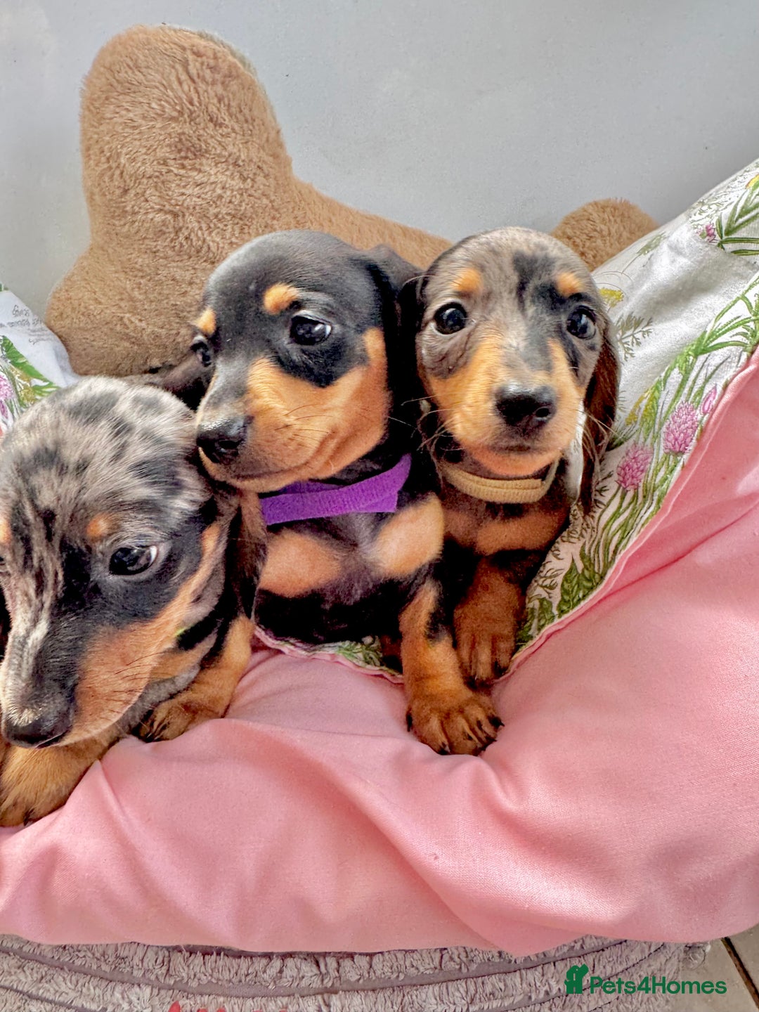 Miniature Dachshund dogs for sale: ✨ Adorabla Mini Kc PRA clear ready now  ✨✨ - Image 8