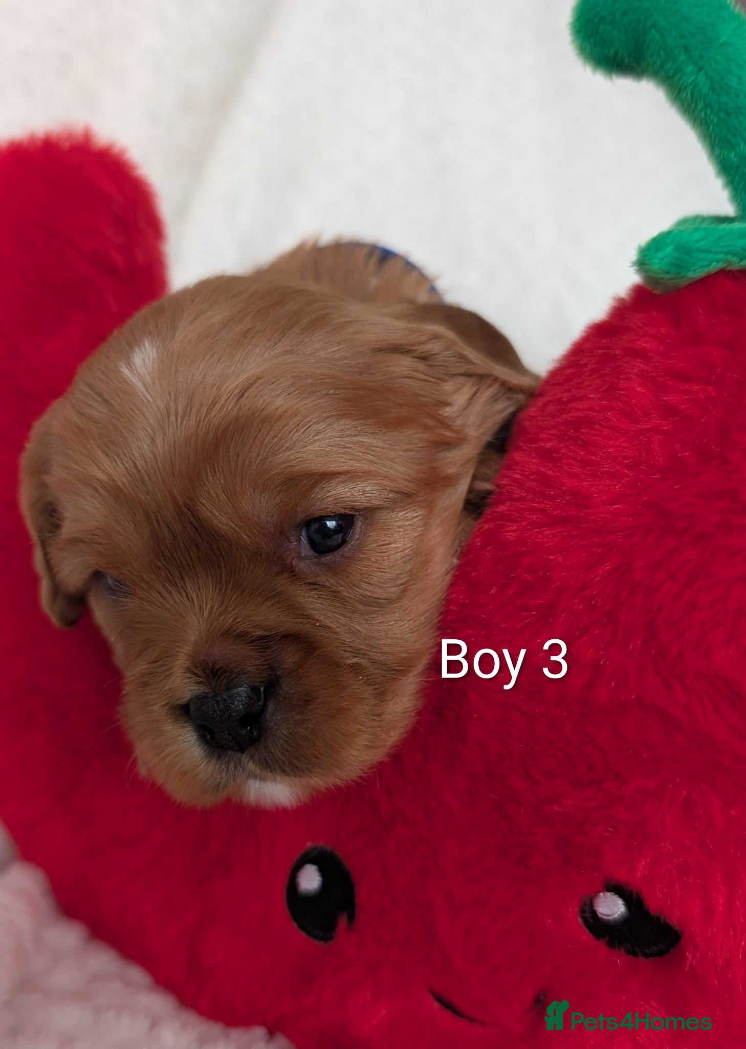 Cavalier King Charles Spaniel dogs for sale: Cavalier King Charles Stunning Puppies! in Aldershot - Advert 13