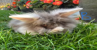 Lionhead rabbits - Advert 7