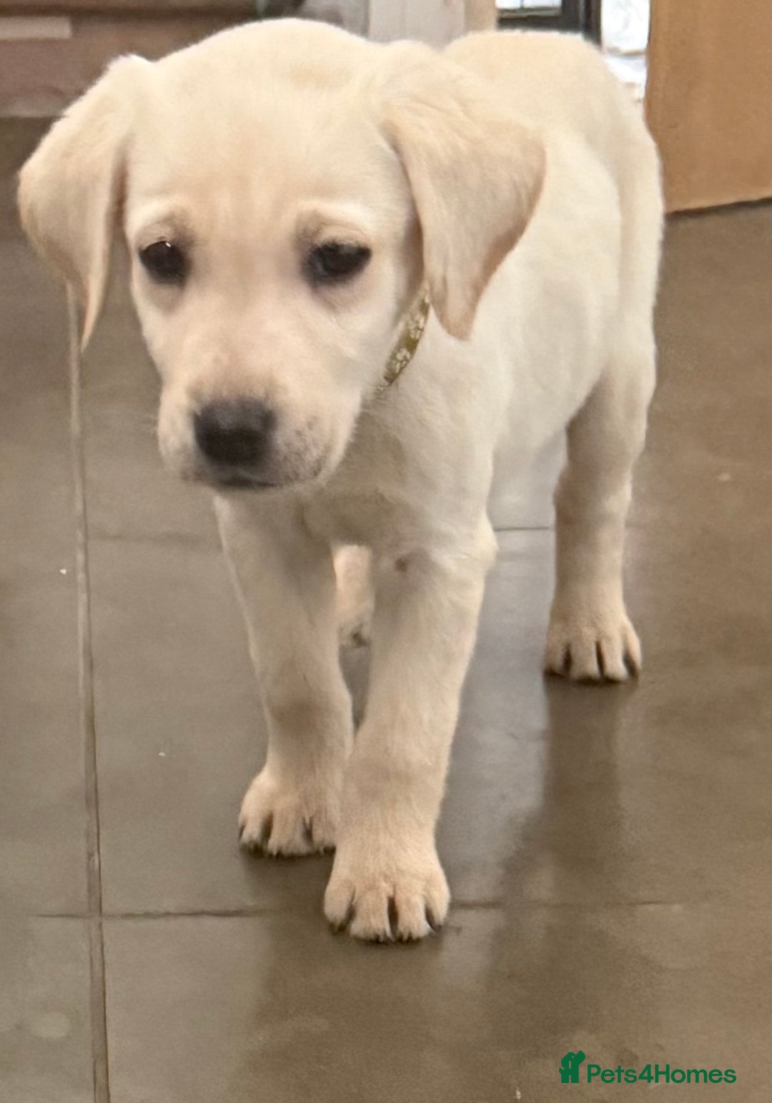 Labrador Retriever dogs for sale: Golden Labrador puppy’s  - Image 1