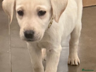Labrador Retriever dogs - Advert 3