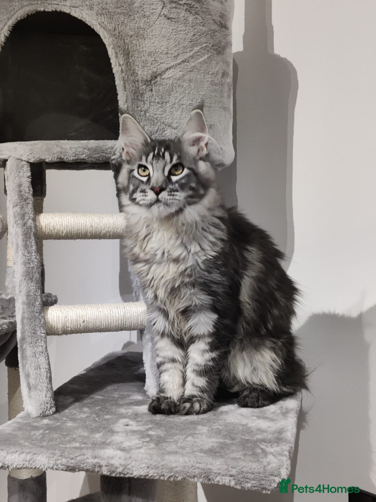 Maine Coon cats TICA registered European Maine coons  - Advert 3